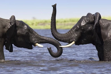 Animals: African Elephant Pair Playing In The Chobe River ...