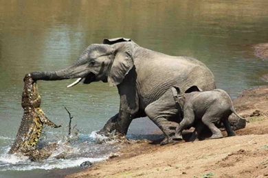 Fight With African Elephant And Crocodile HD Photo