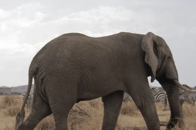 African Elephant Mobile Wallpapers 3583