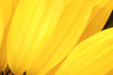 Download Texture: Yellow Flower Texture, Flowers, Flower ...