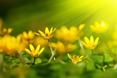 Quotes About Yellow Flowers. QuotesGram
