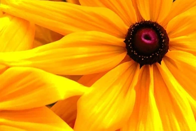 Download Texture: Yellow Flowers, Texture, Flowers, Flower ...