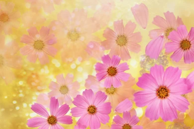 Spring Flowers Backgrounds   Wallpapers Cave