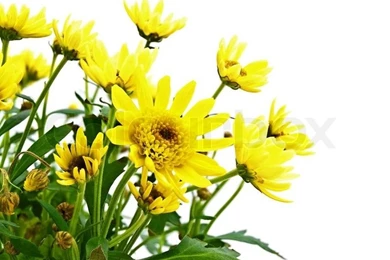 Yellow Flowers Over White Backgrounds