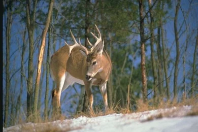 Deer whitetail free spot_51232.jpg