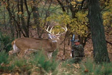 Bow Hunter Drawing On White Tailed Deer Buck Free Desktop ...