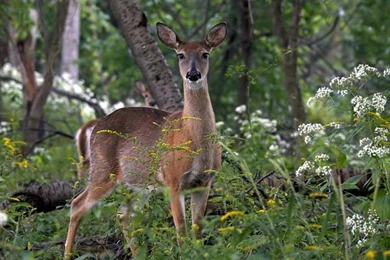 White Tailed Deer Buck Desktop Wallpapers   Zibrato