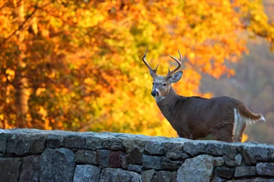 1 Whitetail Deer HD Wallpapers