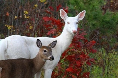 Albino Doe Baby Animals Nature Deer Deer Desktop Backgrounds ...