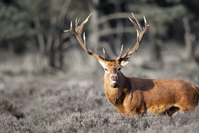 Deer: Spirit Elk Dream Catcher Indian Deer Free Desktop Wallpapers ...