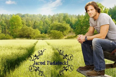 Jared Padalecki :)   Jared Padalecki Wallpapers (17719246)   Fanpop