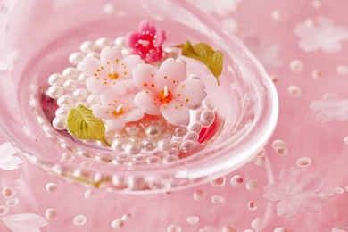 Beautiful Flowers Wallpapers Desktop Free Download   All ...