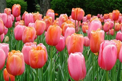 Flowers Beautiful Wallpapers   All Wallpapers New