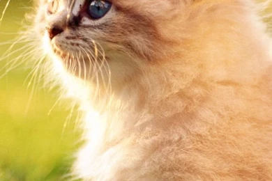 White Persian Kitten.jpg