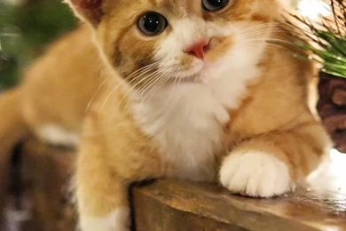 Cute wallpapers for iPhone 5 5c 5s Cute kitten at home holidays.jpg