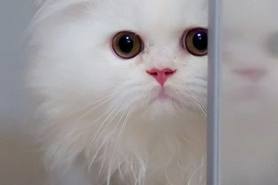 Cute White Cat iPhone 5s Wallpapers Download