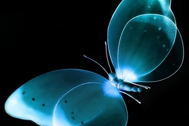 Download Blue Butterfly Phone Wallpapers Black Backgrounds Mobile ...