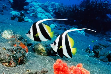 Tropical Fish Wallpapers Jpg, Tropical Fish