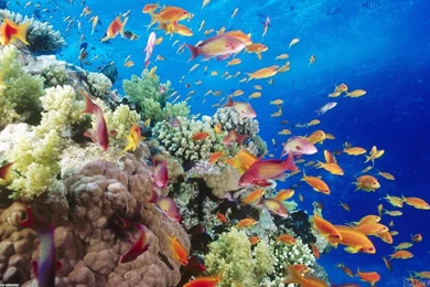 Tropical Fishes Wallpaper, Exotic Fish