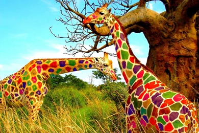 Colored Giraffe Wallpapers 229408