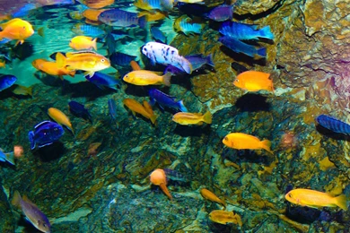 CICHLID Tropical Fish Wallpapers