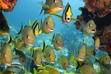 Tropical Fish Wallpapers 1920x1200 Wallpapers,Sea Life 1920x1200 ...