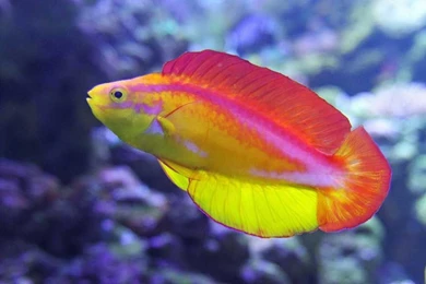 Tropical Fish Photos, Tropical Fish Photography, Tropical Fish ...