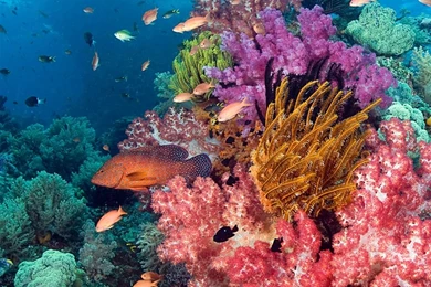 Tropical Fish And Coral iPad Air Wallpapers Download