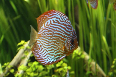 DISCUS Tropical Fish Wallpapers