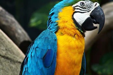 Blue yellow macaw parrot Hd Wallpaper.jpg