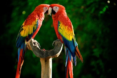 Scarlet Macaw Parrots Wallpapers   , New Wallpapers, New Wallpapers