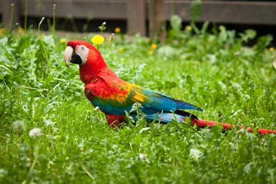 Cute Macaw Parrot Desktop HD Wallpapers