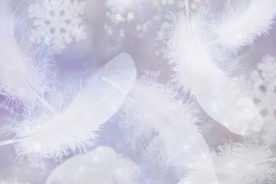 Gallery For   Feathers Backgrounds