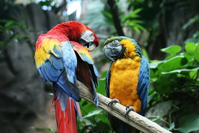 Macaw Parrot Bird Tropical (1) Wallpapers