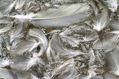 Feather Backgrounds Twenty