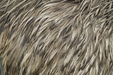 Feather Backgrounds Fourteen