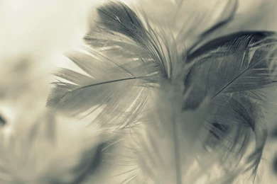 53 Feather HD Wallpapers