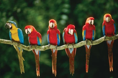 Free Wallpapers Green Winged Macaw Blue And Yellow Macaw Parrots