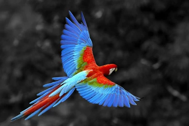 Cute Macaw Bird HD Wallpapers In Blue, Gold, Red COlor