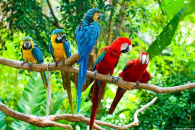 Macaw Wallpapers   Wallpapers Cave