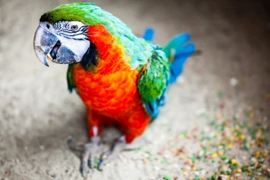 Birds HD Wallpapers   Get Free Desktop Birds Wallpapers HD