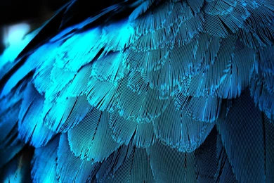 Download Wallpapers 3840x2160 Feathers, Texture, Background, Blue ...