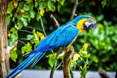 Macaw Parrot Bird Tropical (37) Wallpapers