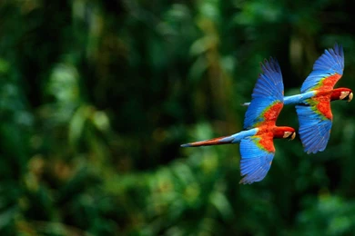 Macaw Parrot HD Wallpapers 4.jpg