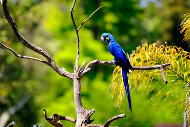 Cute Macaw Bird HD Wallpapers In Blue, Gold, Red COlor