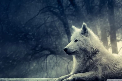 White_wolf_painting wallpaper 1920x1080.jpg