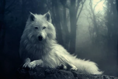 White Wolf HD Wallpapers