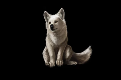 Cool Wolf Backgrounds   Wallpapers Cave