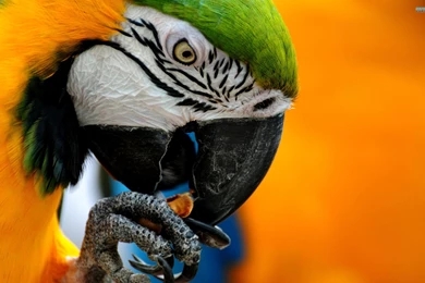 Blue and yellow Macaw Wallpapers   Animal Wallpapers