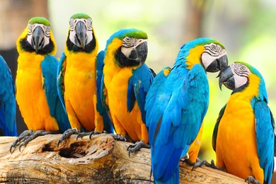 Lovely Macaw Parrots Wallpapers